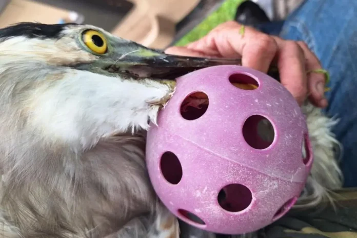 Great Blue Heron Pickleball Rescue